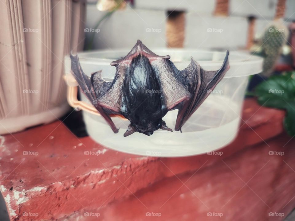 A wet bat, hanging