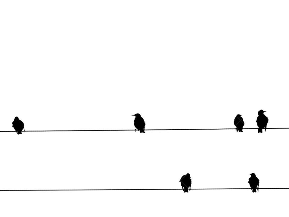 Birds sitting on the power lines - B&W photo