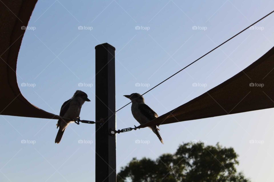 2 Kookaburras relaxing together on the shade sails