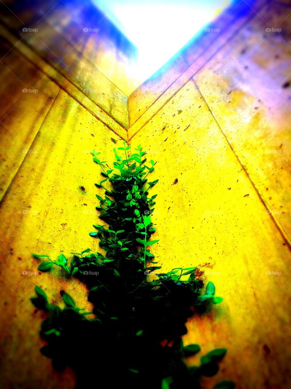 Climbing towards the light. 