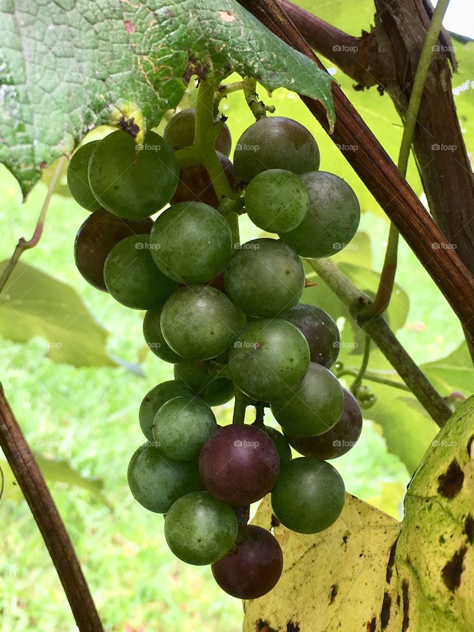 A small pod of Concord grapes are hiding as they soak up the summer sun to build their sugar content as they ripen to be transformed into wine or preserves.