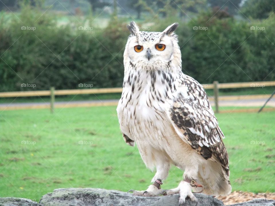 Owl at Longleat 
