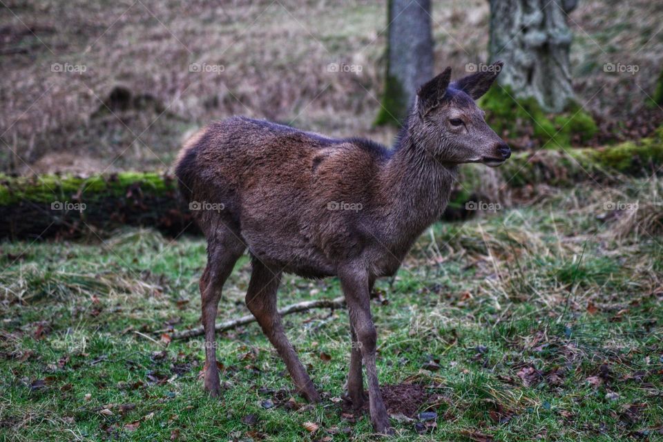 Deer in the forest with a bit of a gloomy look on a gloomy day.