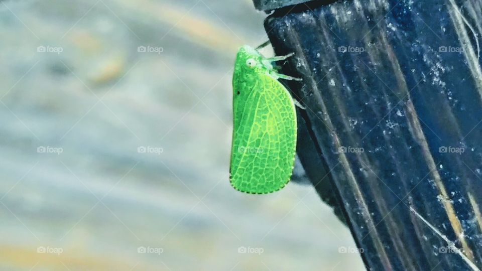 leaf bug