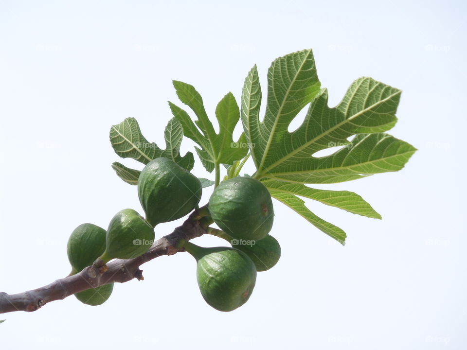 Young Green Figs on the Tree Branch
