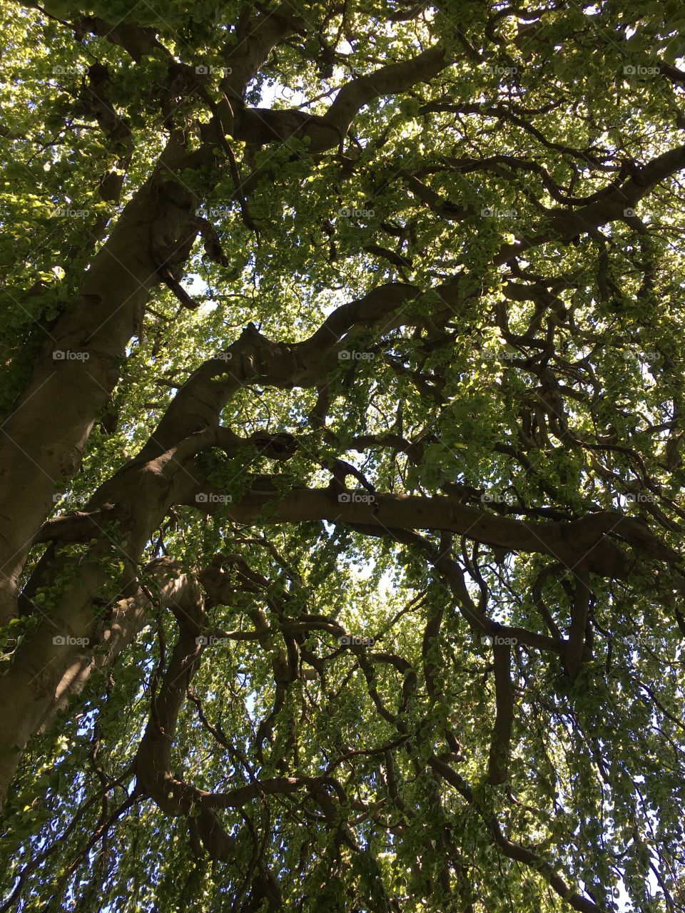 European Weeping Beech