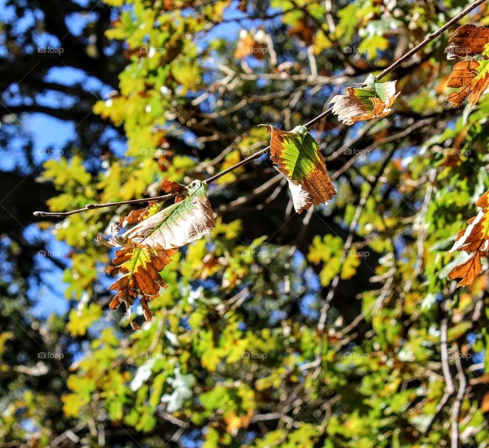 Leaf, Nature, Tree, Fall, Outdoors