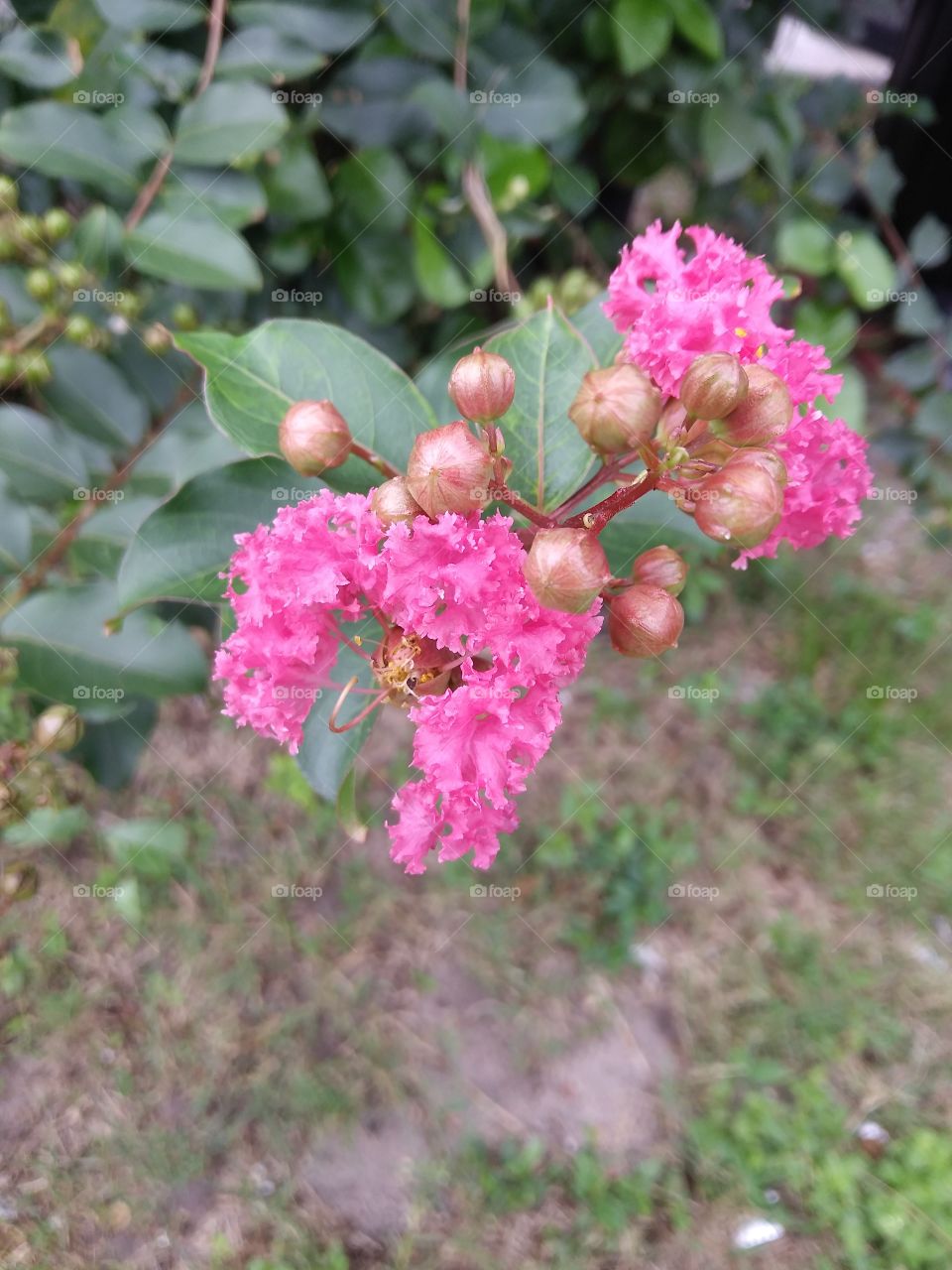 A fresh and vibrant bloom of small hot pink flowers from their tree.