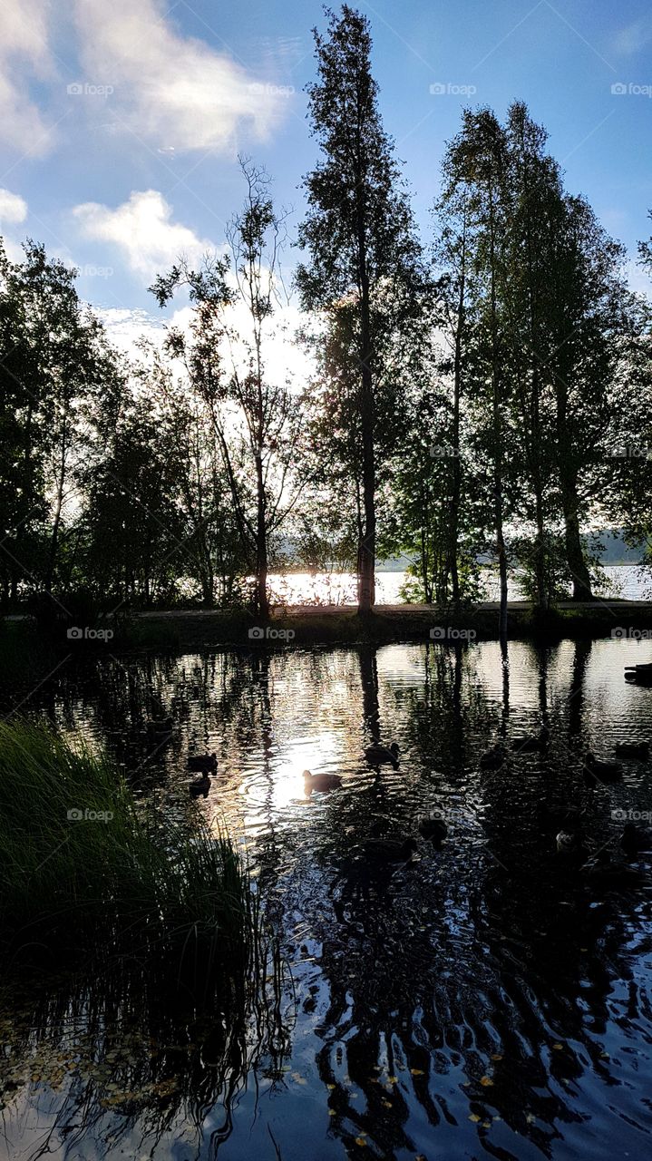 reflection in the duckpool