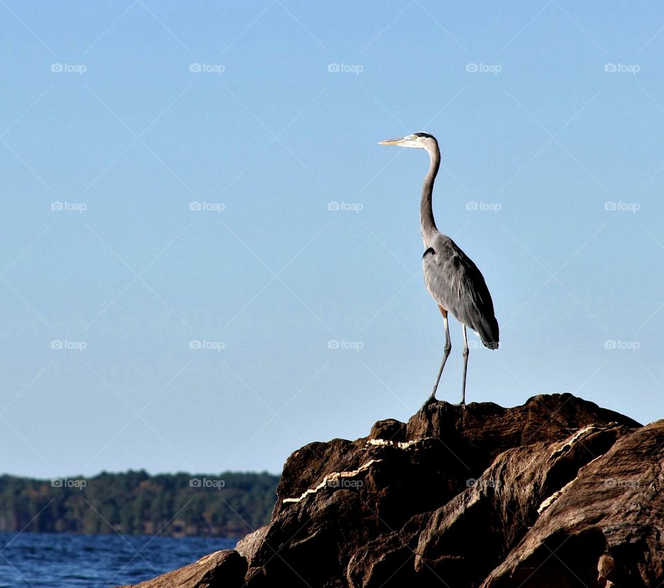 heron on the shore of the lake.