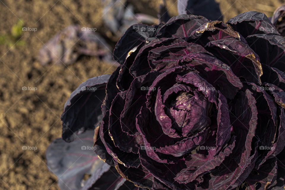 a beautiful cabbage plant in the sun light