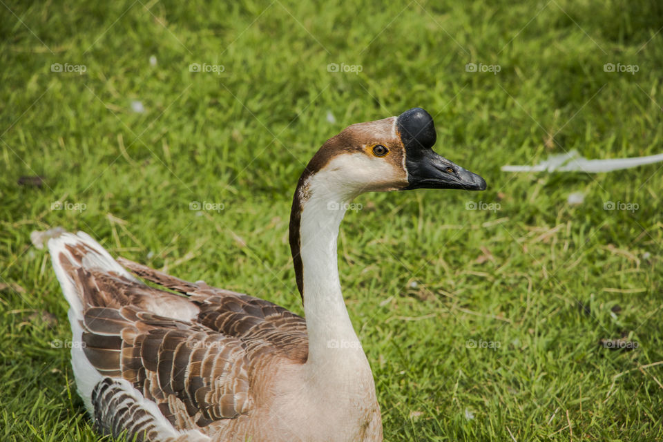 Bird, Nature, Wildlife, Animal, Feather