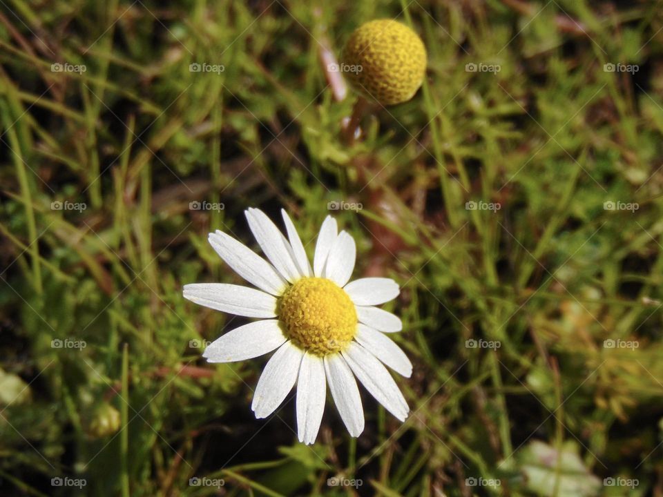 White daisy in grass