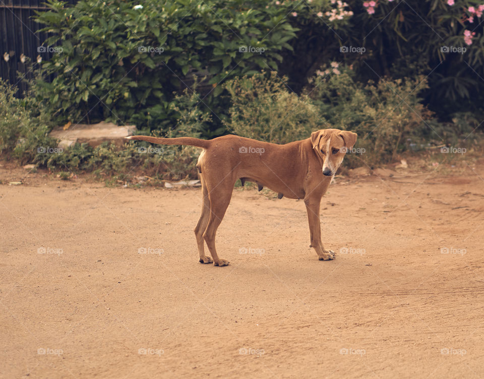 Animal photography - Kombai - Dog - Polygar