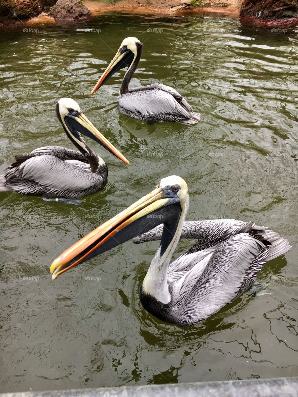Peruvian pelicans - Bronx Zoo NY