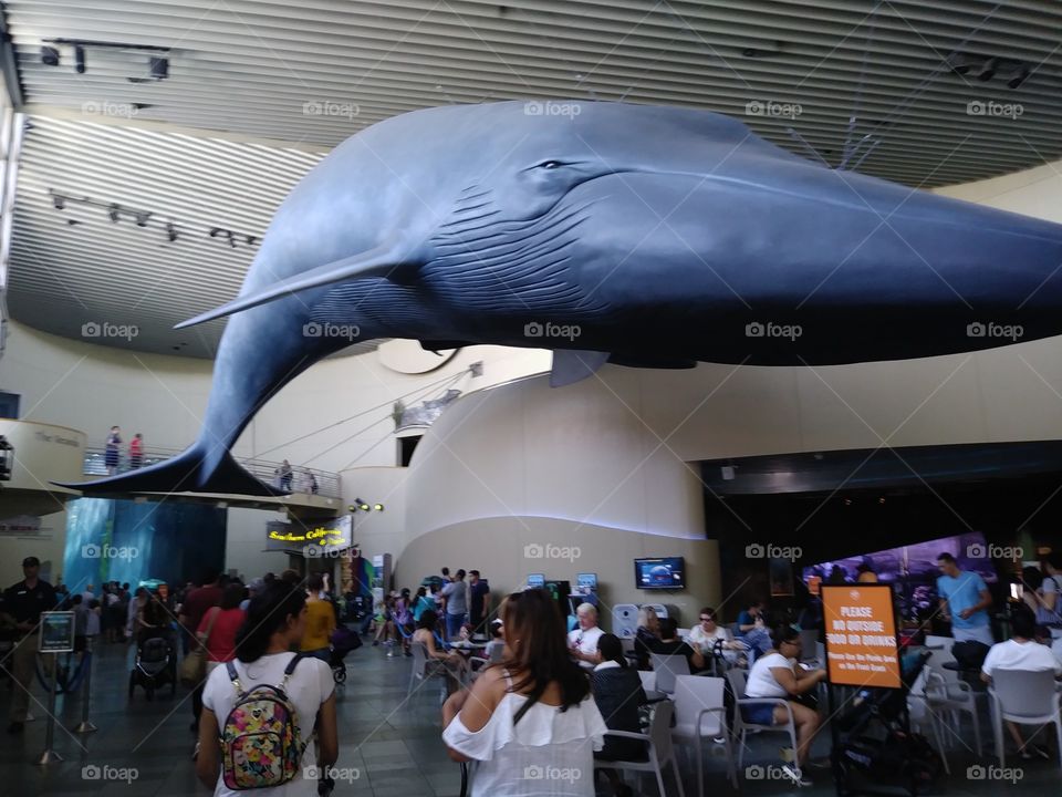 Whale Museum L.A.