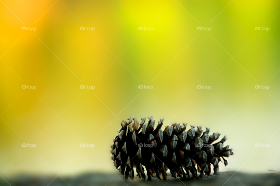 tree cone pine pine cone by lightanddrawing