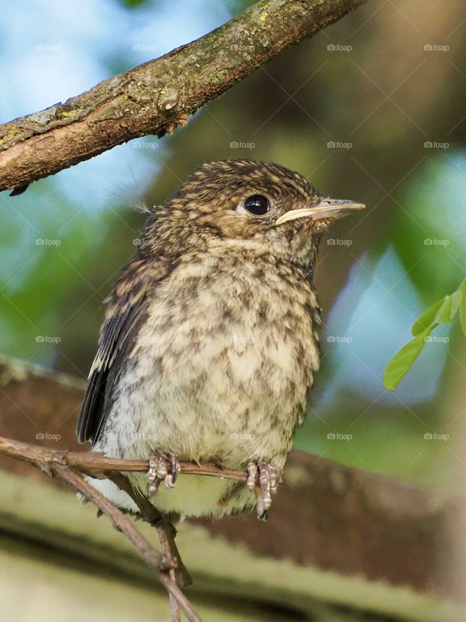 first attempt to leave the birdshouse