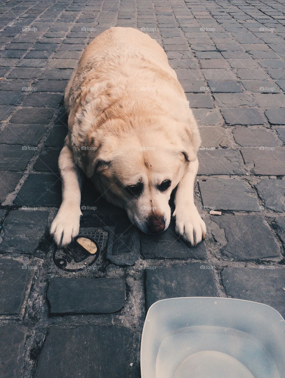 Perro acostado en la calle, rendido, con su plato de agua y observando, observándose 