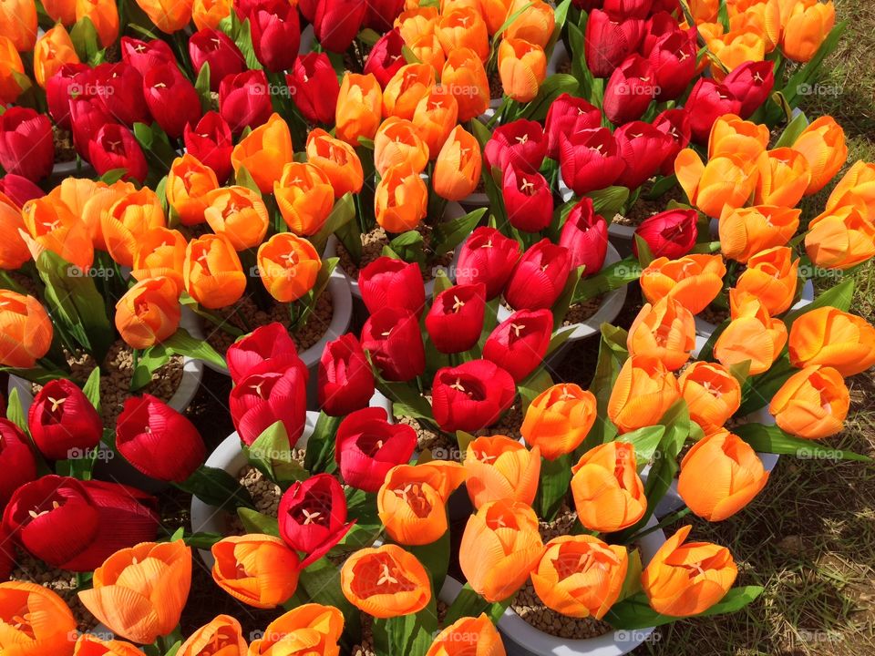 Tulip, Garden, Nature, No Person, Market