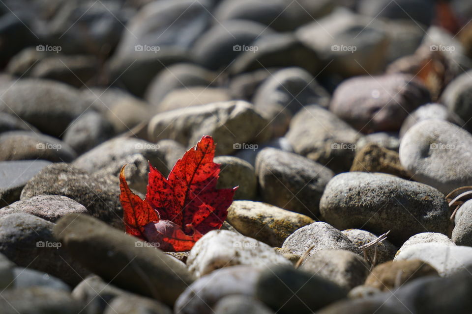 Red leaf nestled in among grey rocks. 