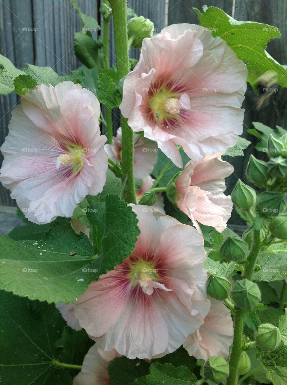 Hollyhock