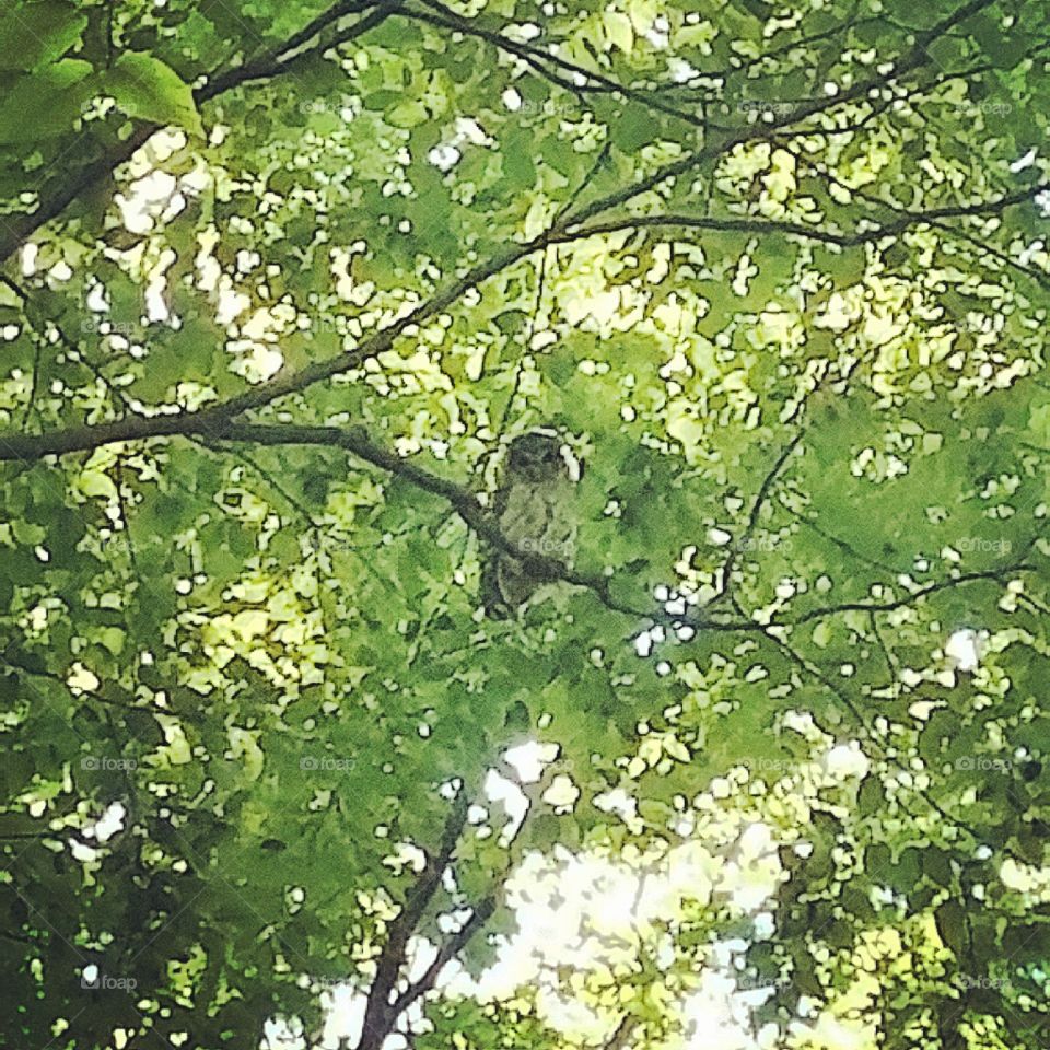 Owl, Northwest Park, CT