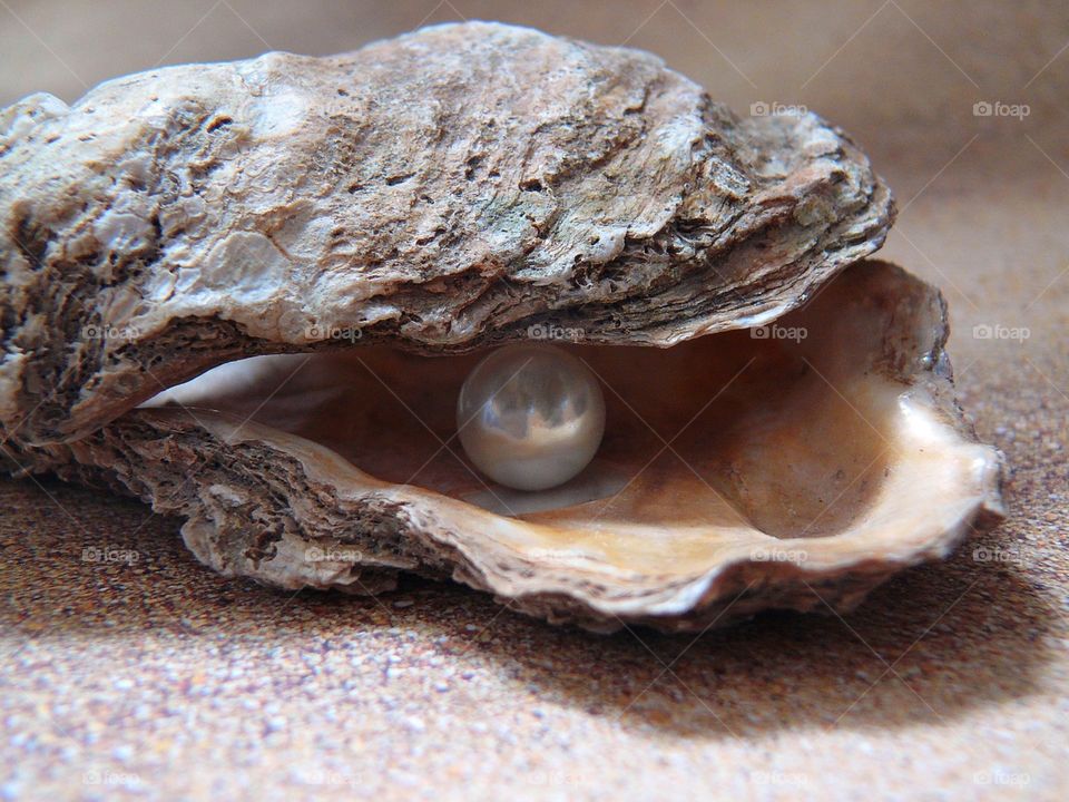 oyster pearl