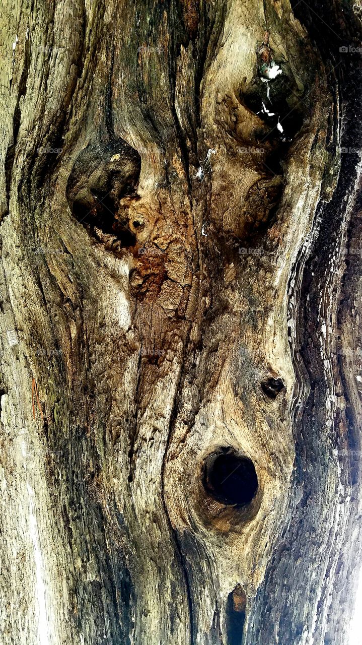 inside a rotting tree stump.