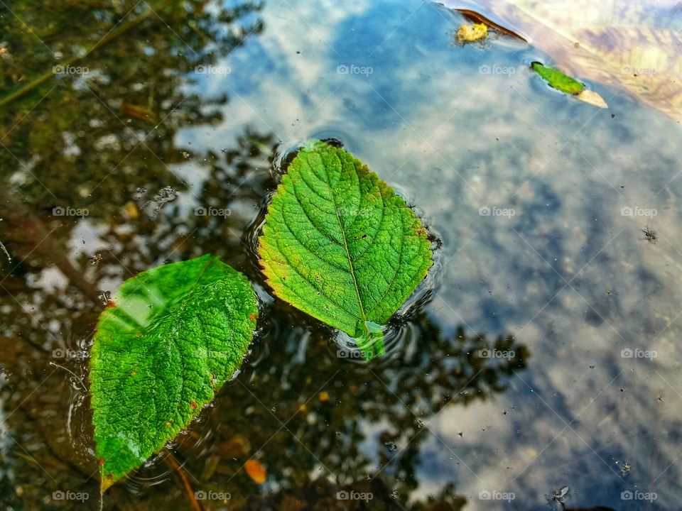 beautiful leaf on the water