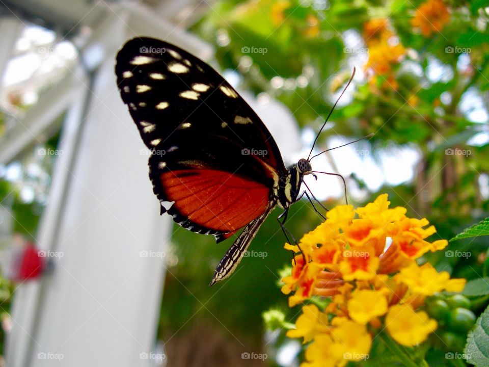 Pretty butterfly in Indiana. 