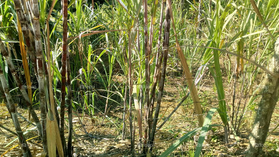 CANA DE AÇÚCAR