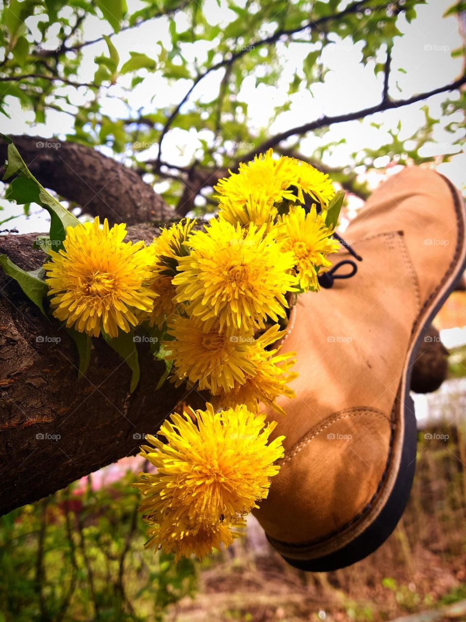 Flowers. Plants. Yellow dandelions in an old shoe that hangs on a tree