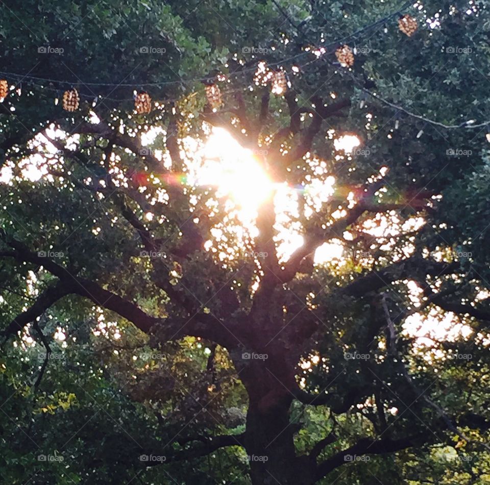 Sun rays slip through the trees