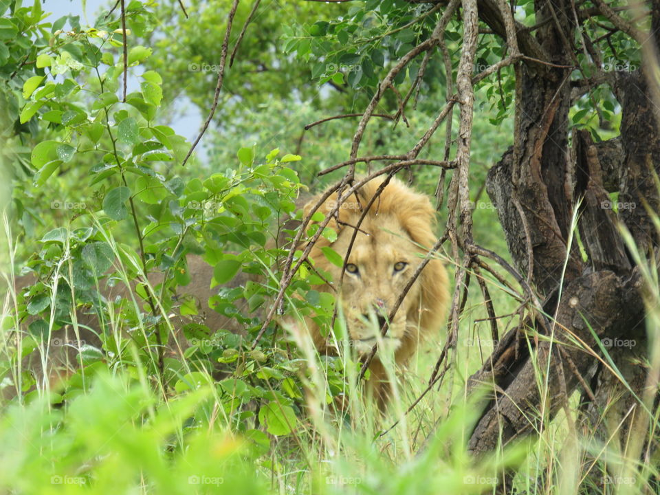 This is the a photo of a male lion taken in the Kruger national Park on the way to afsal picnic spot