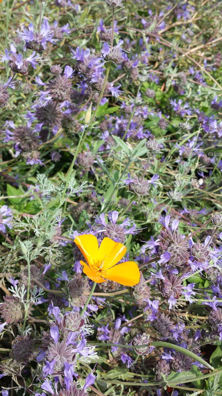 Flower, Nature, Flora, Herbal, Field