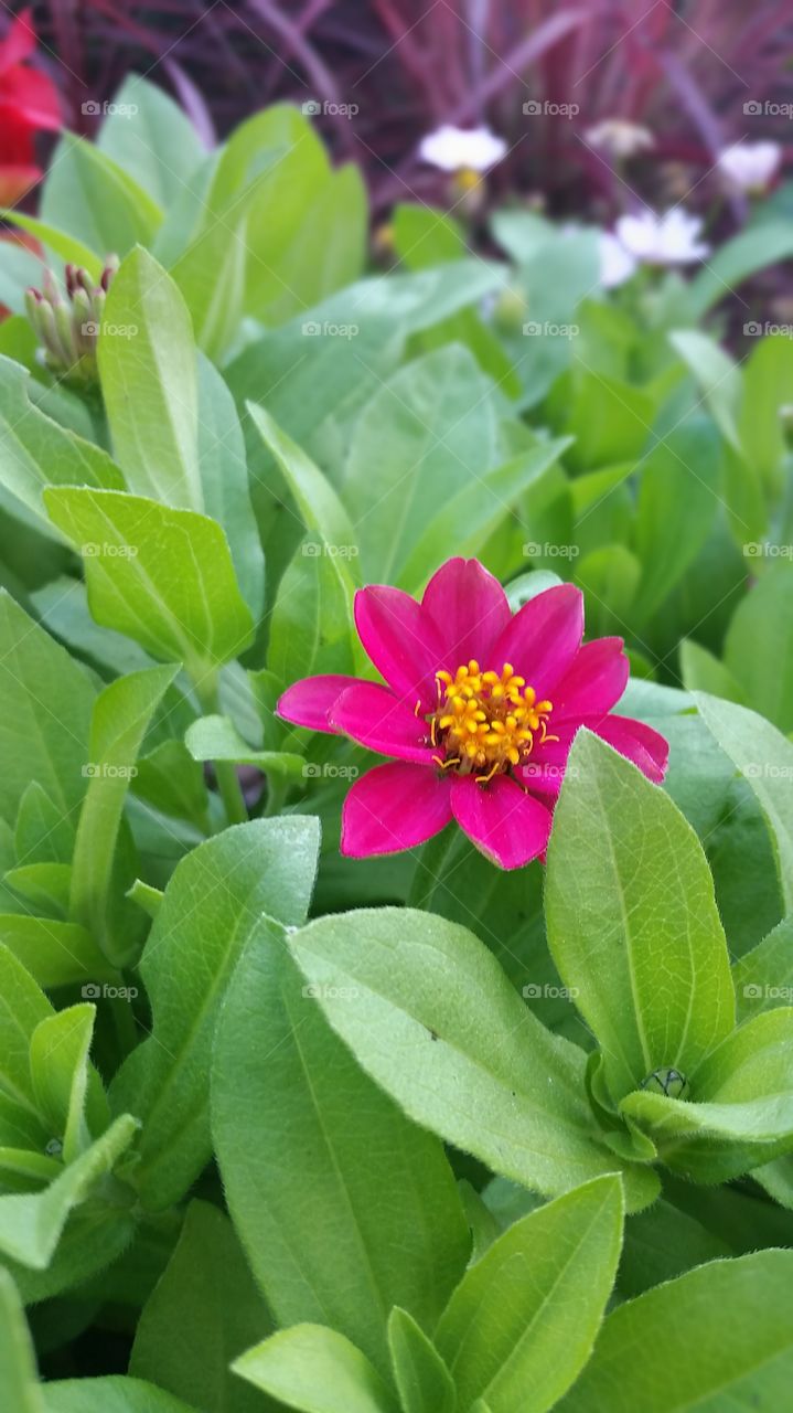 Nature, Leaf, Flora, Garden, Summer