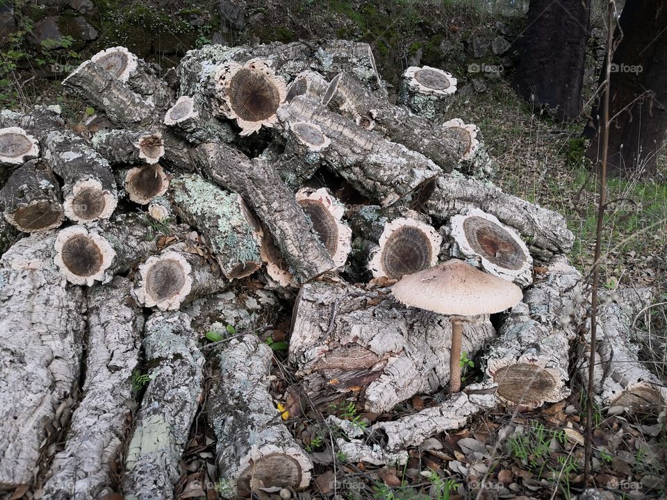Mushroom & Wood, Nature, Castelo de Vide, Portugal
