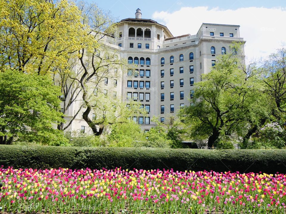 Central Park garden 