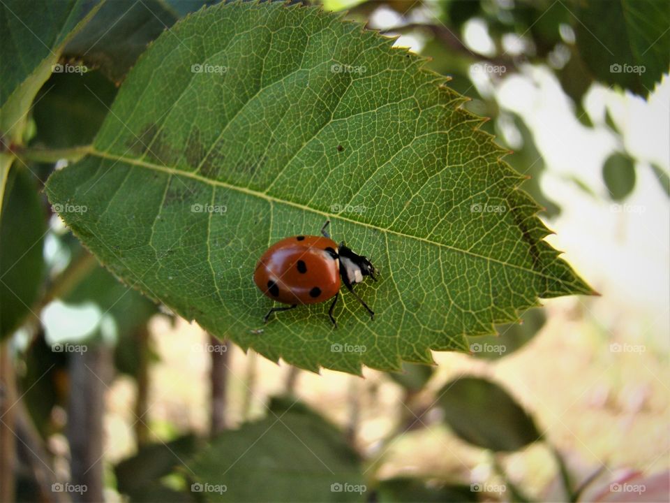 Ladybug on a leaf