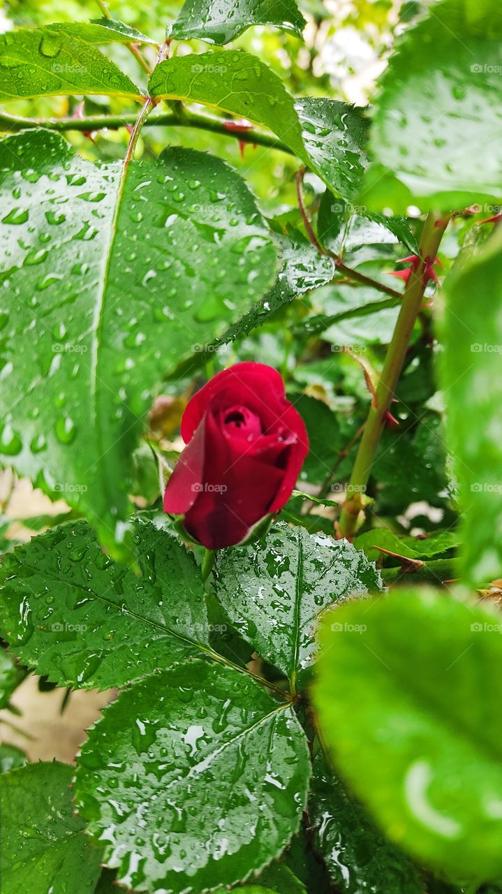 rose bud