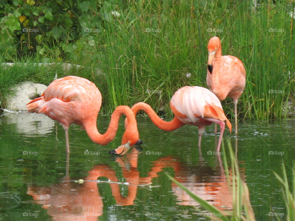 Flamingos