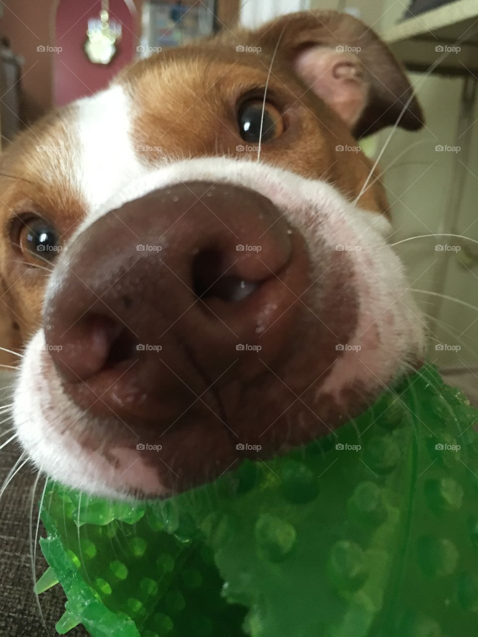 Close up of a cute rescue dog playing with a green ball