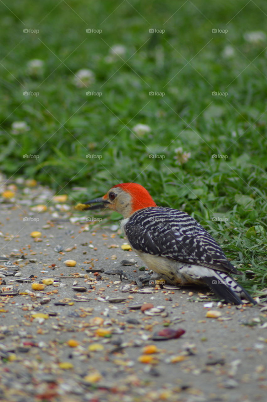 Redheaded Wood Pecker