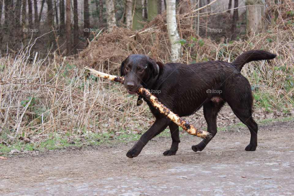 Dog playing with a branch