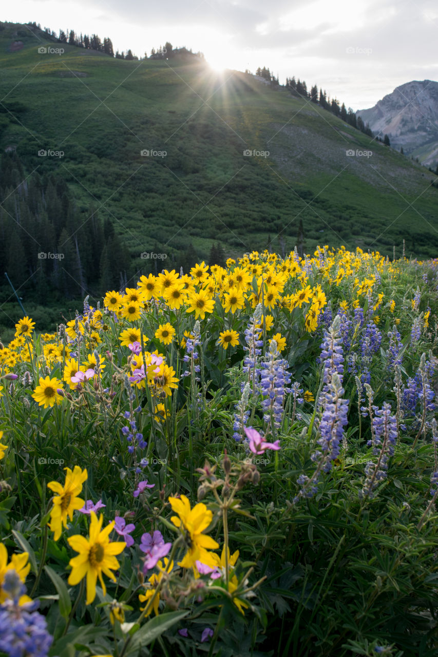 Find the beautiful wildflower blooming in the majestic mountain by hiking up them in mid summer