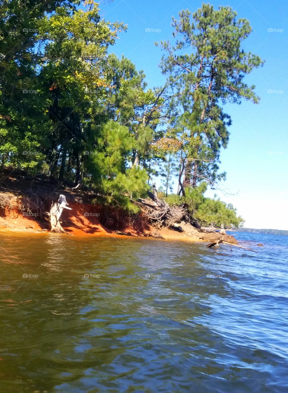 edge of island with trees, but wait is that a dead tree or an old man with a long chin wading in the water?