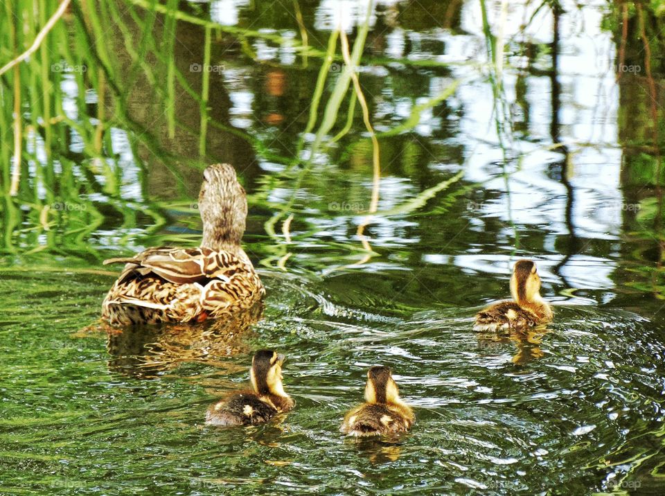 Mother Duck With Ducklings