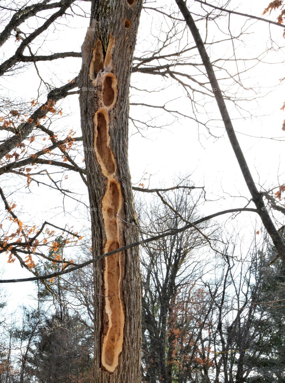 Damaged tree woodpecker 