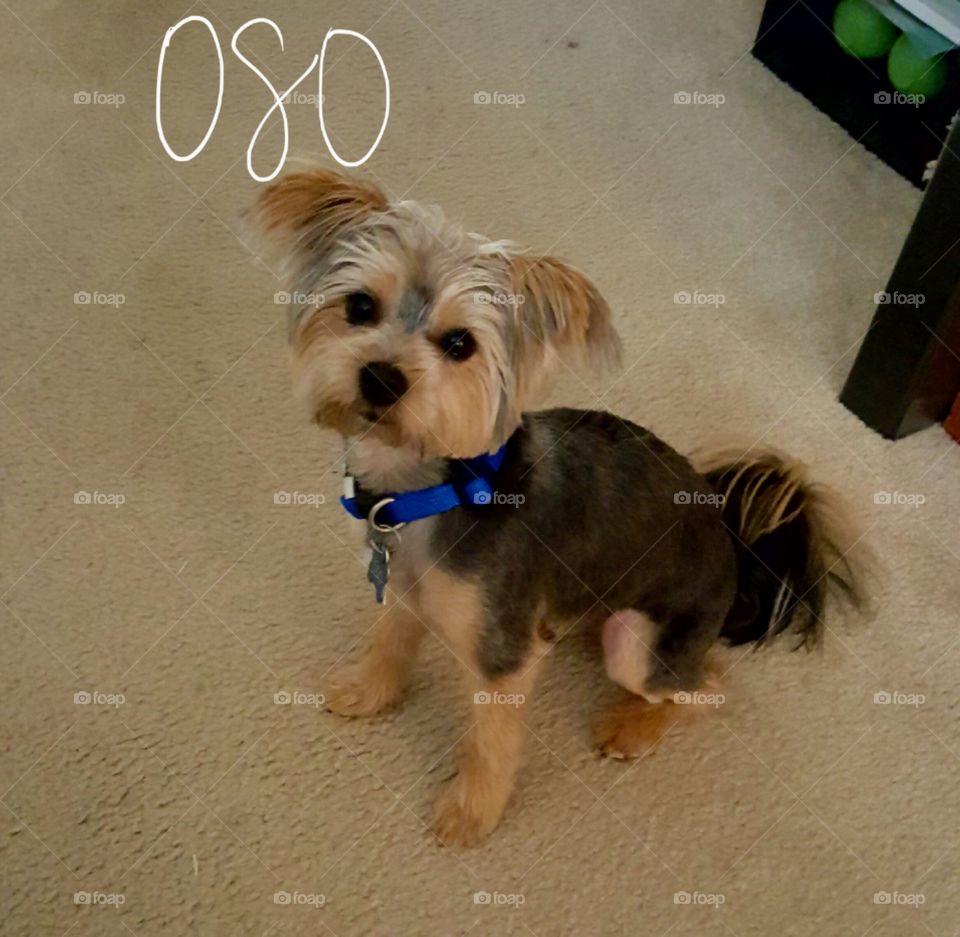Oso the Shitzu and Yorkie mix